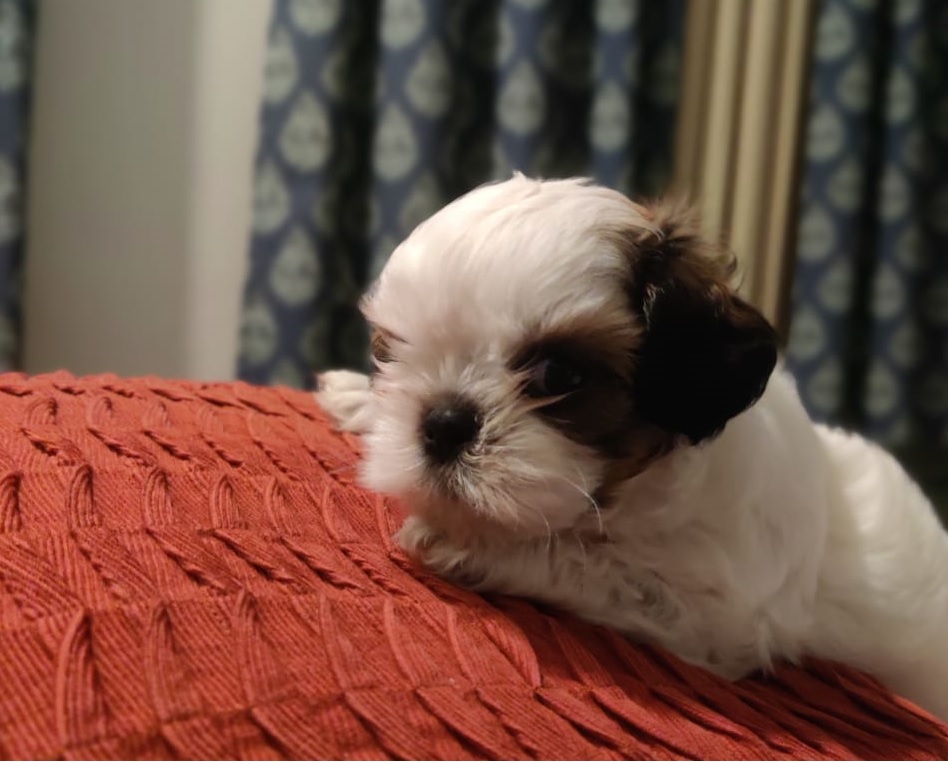 Shih Tzu